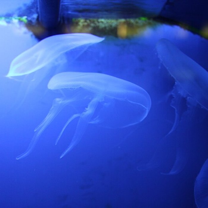 Photo de Ancien Musée National des Arts Africains et Océaniens, devenu Cité nationale de lhistoire de lImmigration