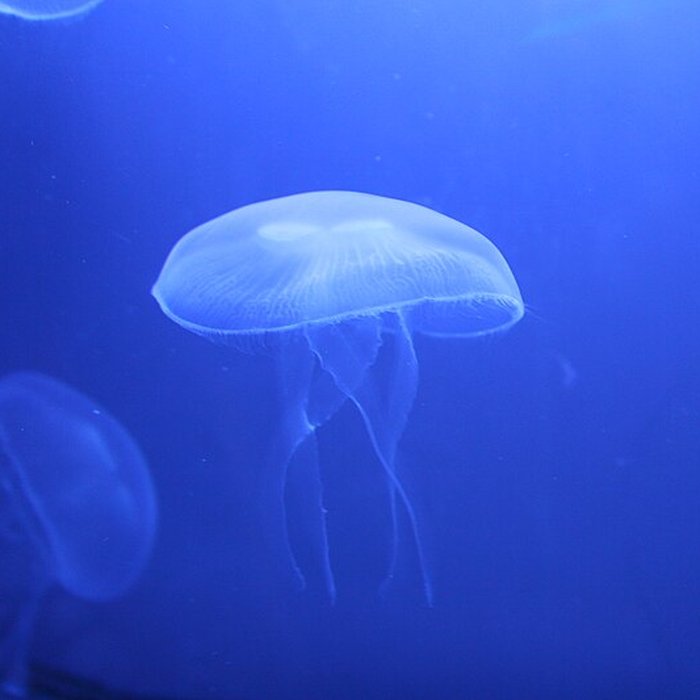 Photo de Ancien Musée National des Arts Africains et Océaniens, devenu Cité nationale de lhistoire de lImmigration