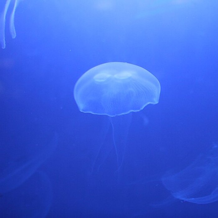 Photo de Ancien Musée National des Arts Africains et Océaniens, devenu Cité nationale de lhistoire de lImmigration