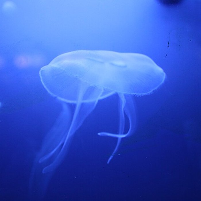 Photo de Ancien Musée National des Arts Africains et Océaniens, devenu Cité nationale de lhistoire de lImmigration