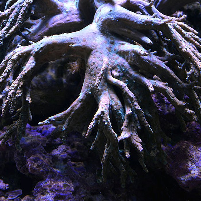 Photo de Ancien Musée National des Arts Africains et Océaniens, devenu Cité nationale de lhistoire de lImmigration