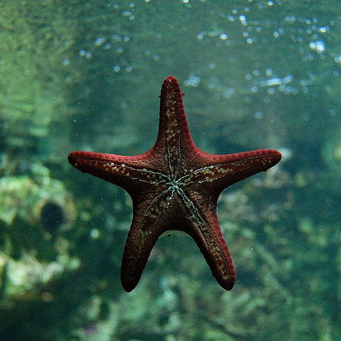 Photo de Ancien Musée National des Arts Africains et Océaniens, devenu Cité nationale de lhistoire de lImmigration