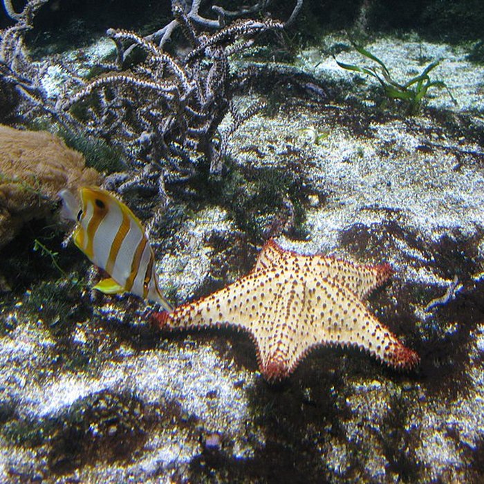 Photo de Ancien Musée National des Arts Africains et Océaniens, devenu Cité nationale de lhistoire de lImmigration