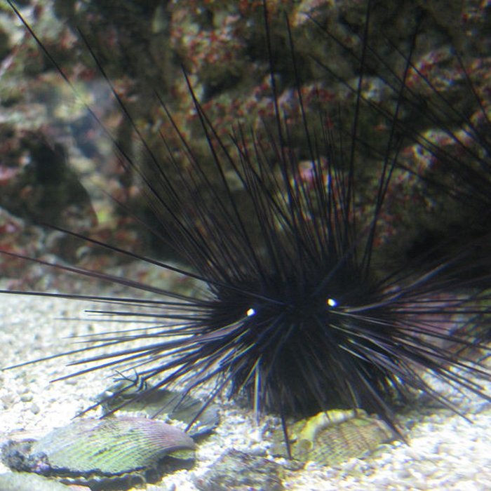 Photo de Ancien Musée National des Arts Africains et Océaniens, devenu Cité nationale de lhistoire de lImmigration