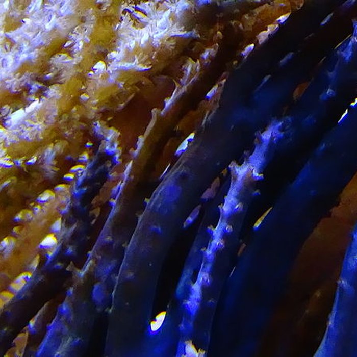 Photo de Ancien Musée National des Arts Africains et Océaniens, devenu Cité nationale de lhistoire de lImmigration