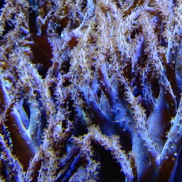 Ancien Musée National des Arts Africains et Océaniens, devenu Cité nationale de lhistoire de lImmigration