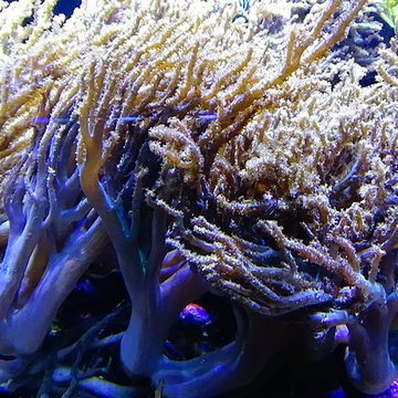 Ancien Musée National des Arts Africains et Océaniens, devenu Cité nationale de lhistoire de lImmigration