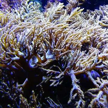 Ancien Musée National des Arts Africains et Océaniens, devenu Cité nationale de lhistoire de lImmigration
