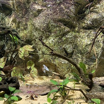 Ancien Musée National des Arts Africains et Océaniens, devenu Cité nationale de lhistoire de lImmigration