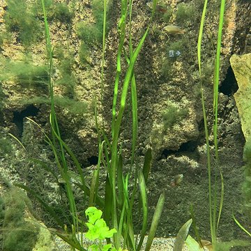 Ancien Musée National des Arts Africains et Océaniens, devenu Cité nationale de lhistoire de lImmigration