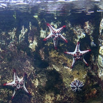Ancien Musée National des Arts Africains et Océaniens, devenu Cité nationale de lhistoire de lImmigration