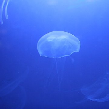 Ancien Musée National des Arts Africains et Océaniens, devenu Cité nationale de lhistoire de lImmigration