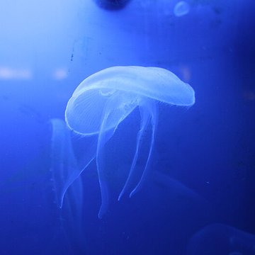 Ancien Musée National des Arts Africains et Océaniens, devenu Cité nationale de lhistoire de lImmigration