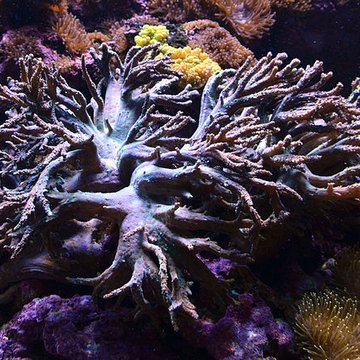 Ancien Musée National des Arts Africains et Océaniens, devenu Cité nationale de lhistoire de lImmigration
