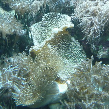 Ancien Musée National des Arts Africains et Océaniens, devenu Cité nationale de lhistoire de lImmigration