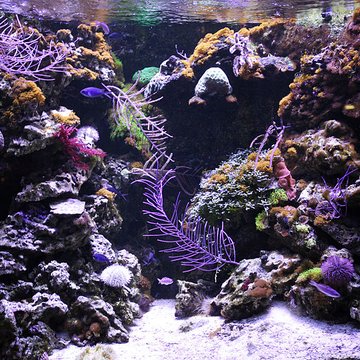 Ancien Musée National des Arts Africains et Océaniens, devenu Cité nationale de lhistoire de lImmigration