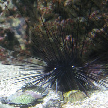 Ancien Musée National des Arts Africains et Océaniens, devenu Cité nationale de lhistoire de lImmigration