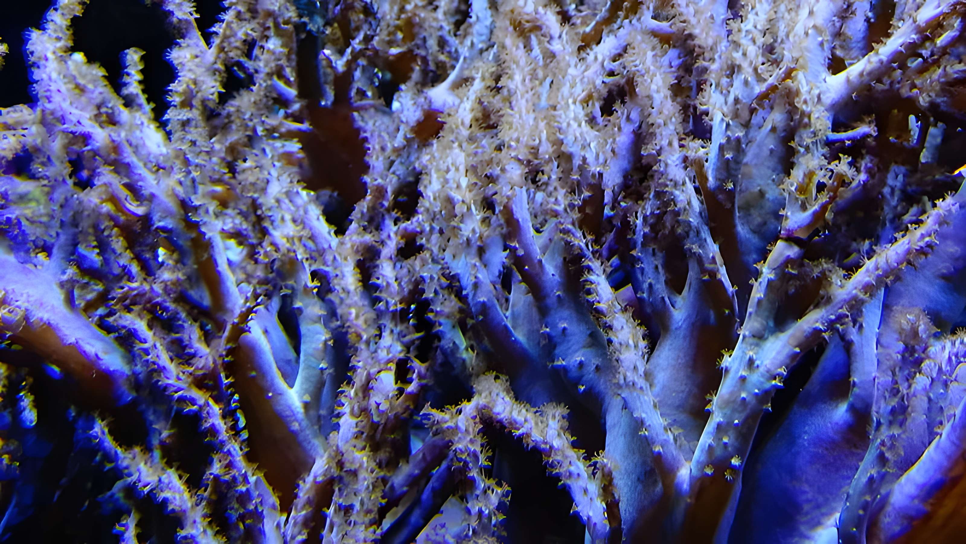Ancien Musée National des Arts Africains et Océaniens, devenu Cité nationale de l'histoire de l'Immigration