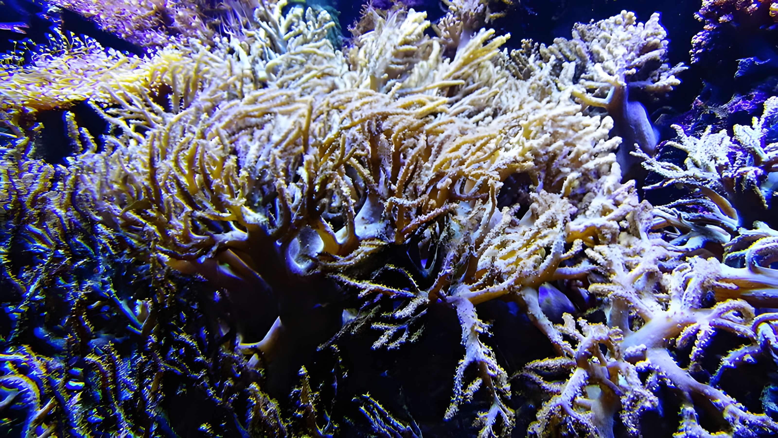 Ancien Musée National des Arts Africains et Océaniens, devenu Cité nationale de l'histoire de l'Immigration