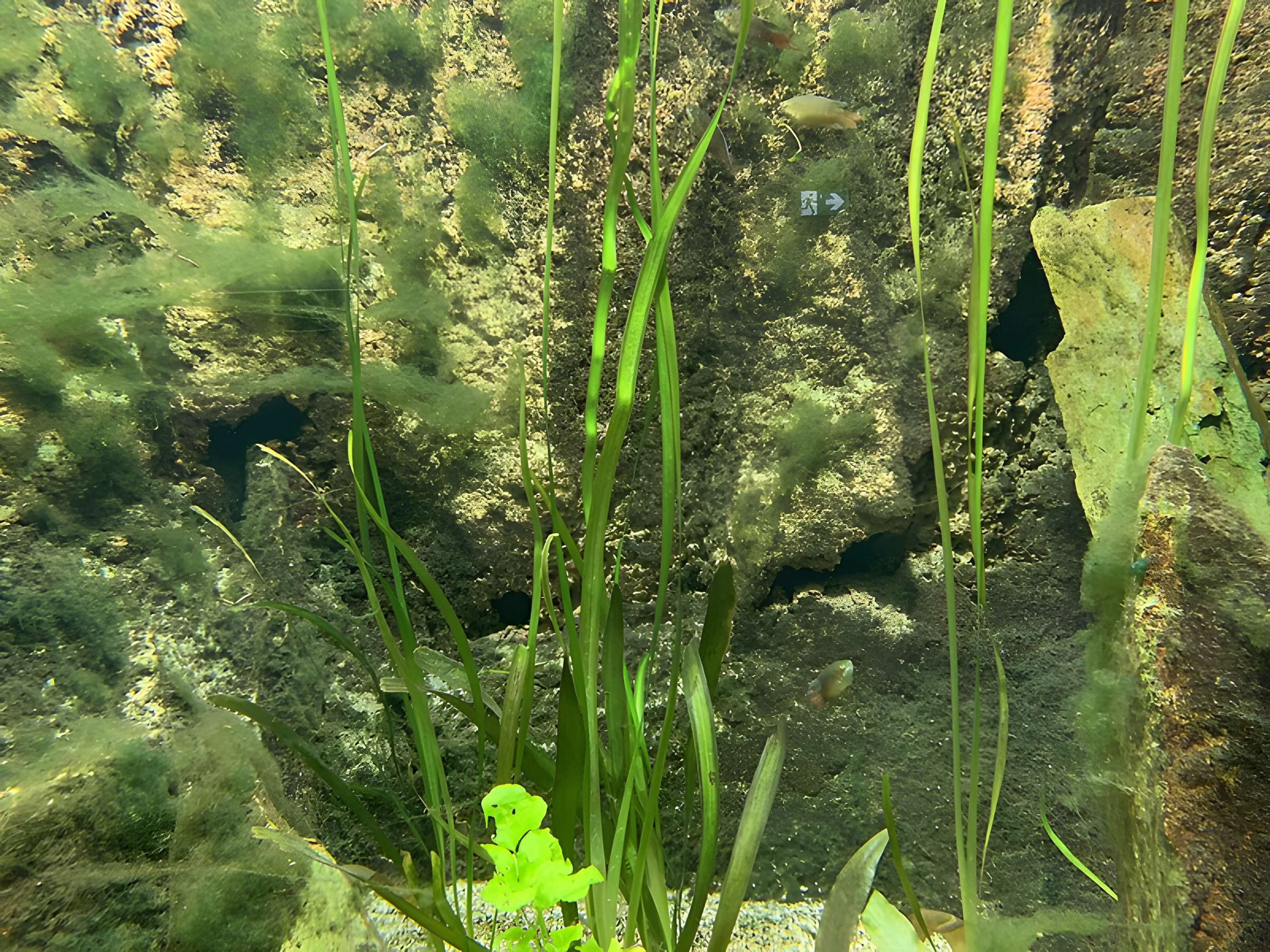 Ancien Musée National des Arts Africains et Océaniens, devenu Cité nationale de l'histoire de l'Immigration