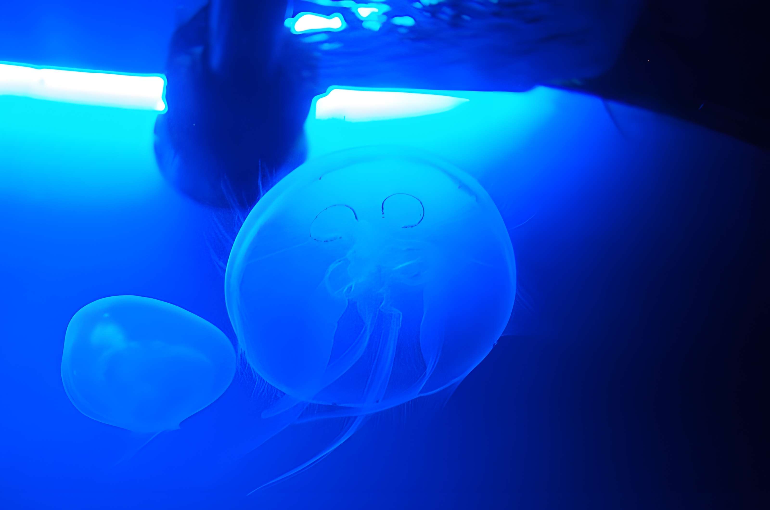 Ancien Musée National des Arts Africains et Océaniens, devenu Cité nationale de l'histoire de l'Immigration