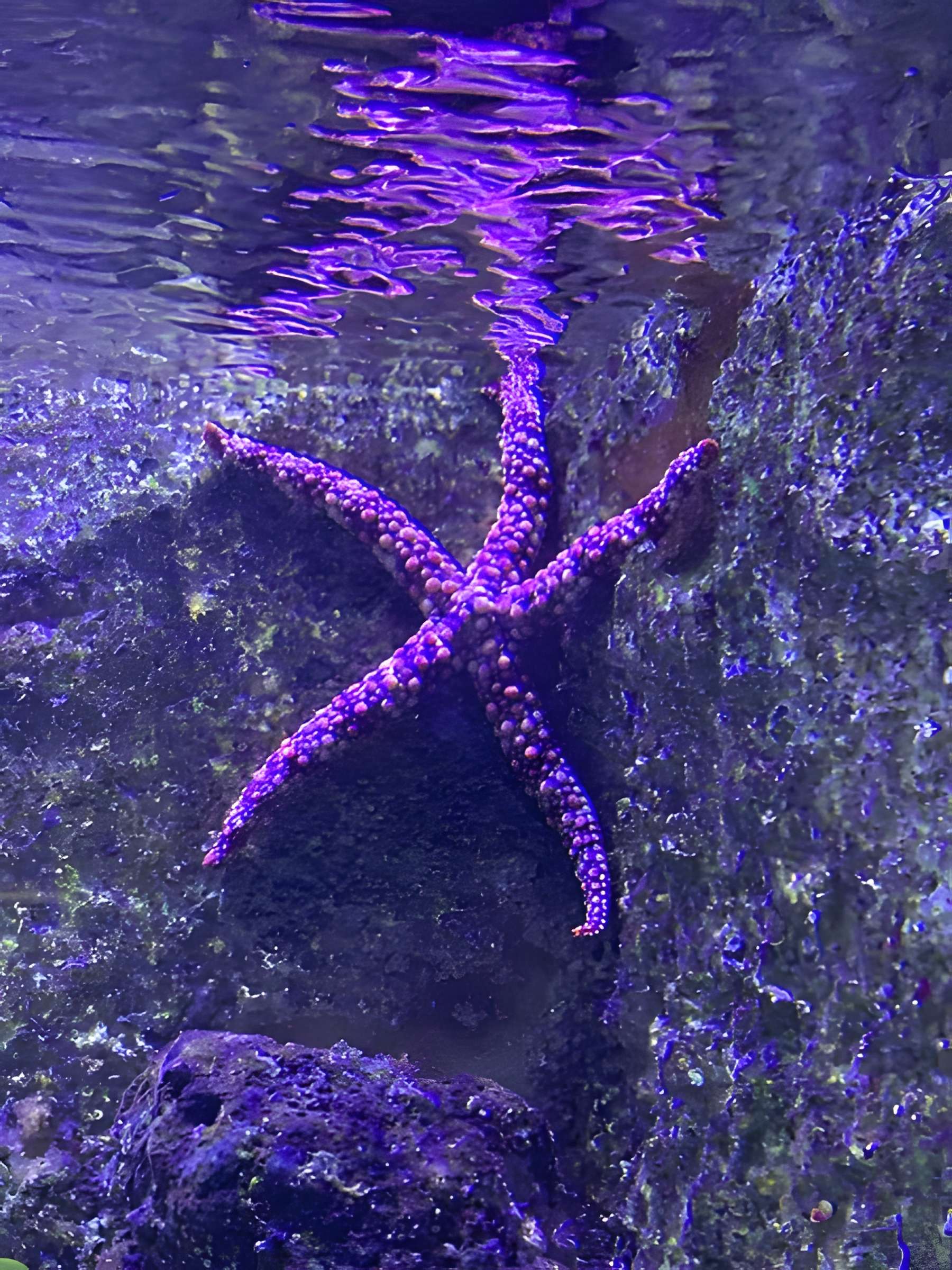 Ancien Musée National des Arts Africains et Océaniens, devenu Cité nationale de l'histoire de l'Immigration