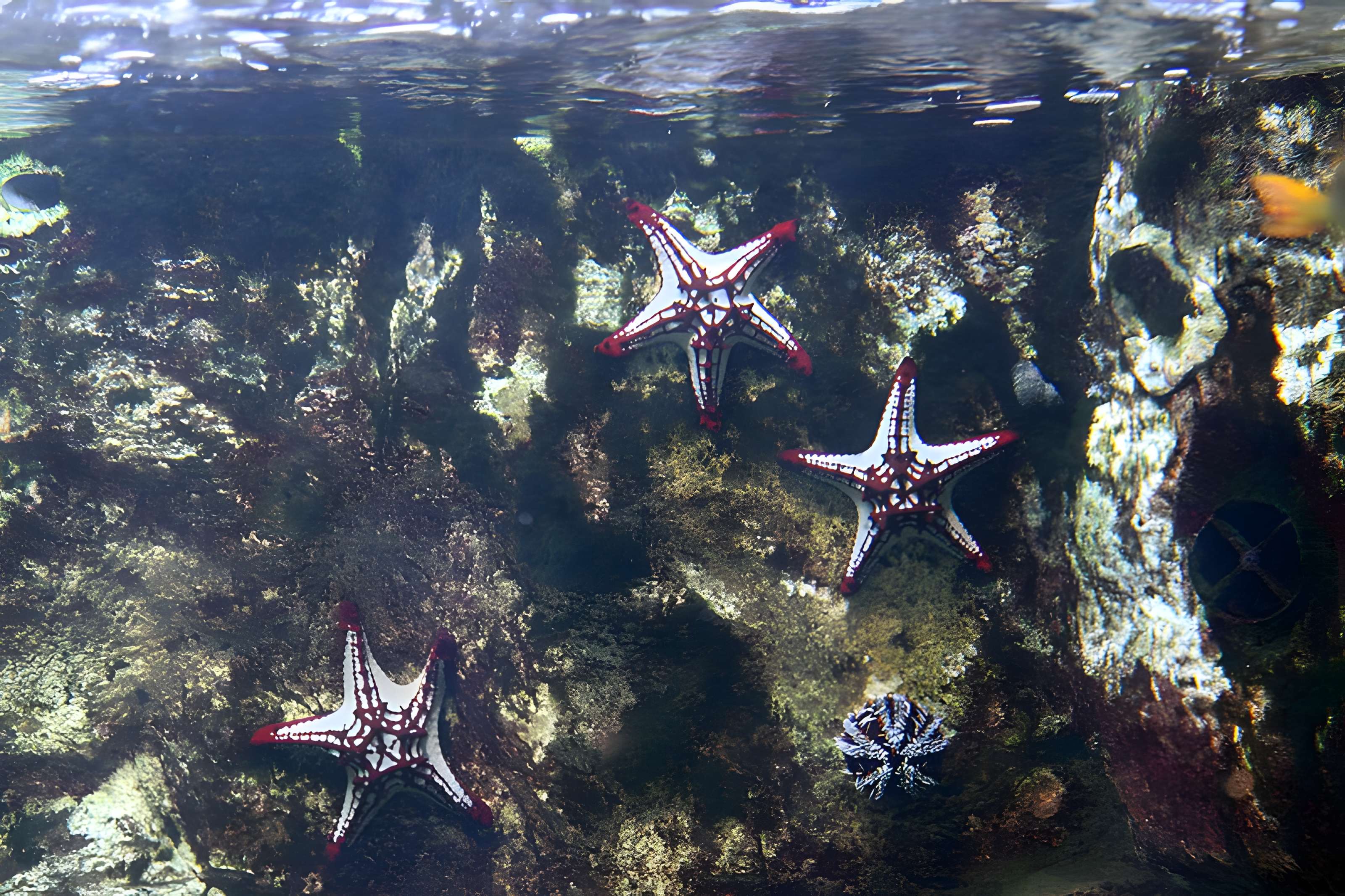 Ancien Musée National des Arts Africains et Océaniens, devenu Cité nationale de l'histoire de l'Immigration