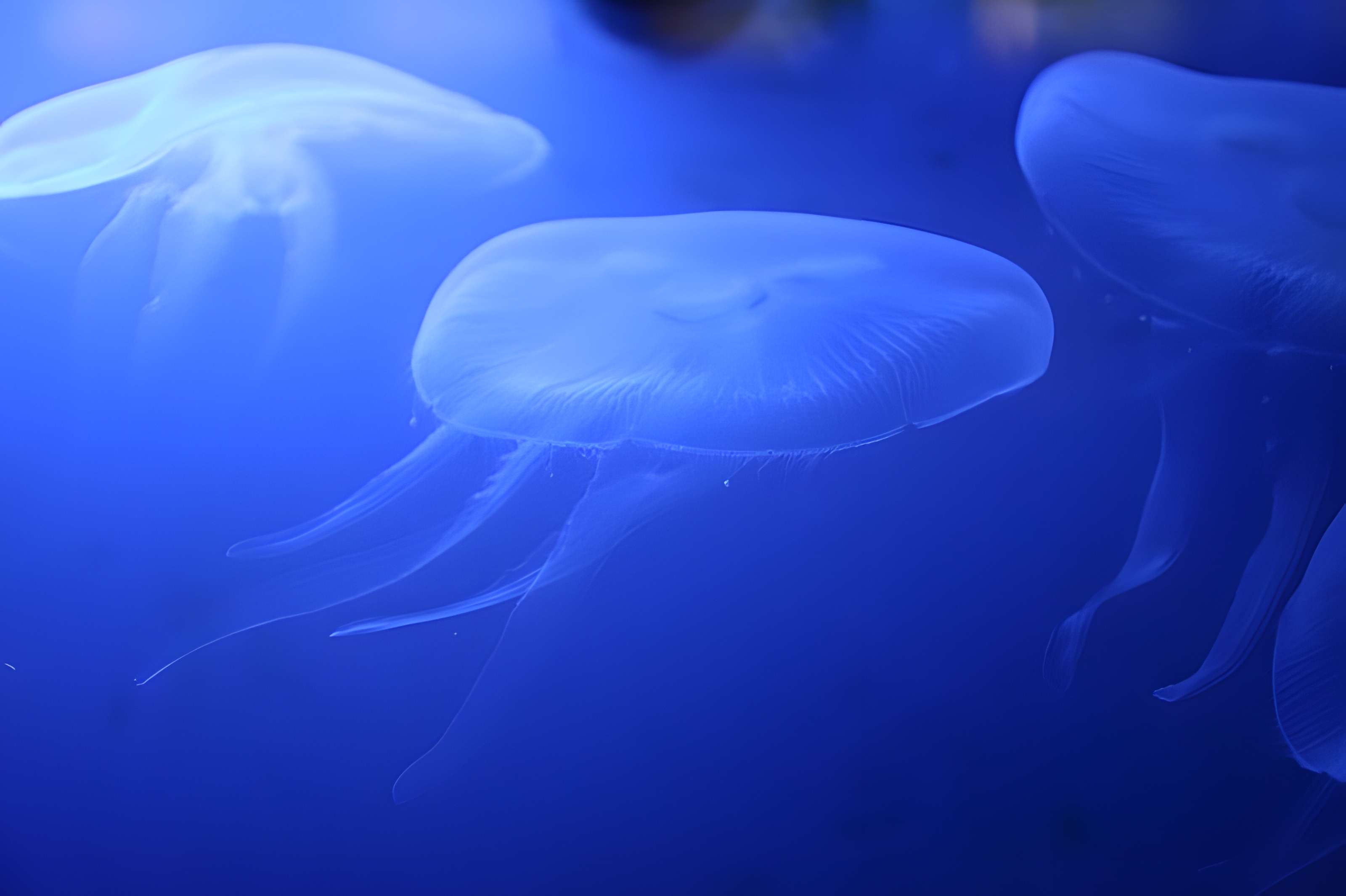 Ancien Musée National des Arts Africains et Océaniens, devenu Cité nationale de l'histoire de l'Immigration