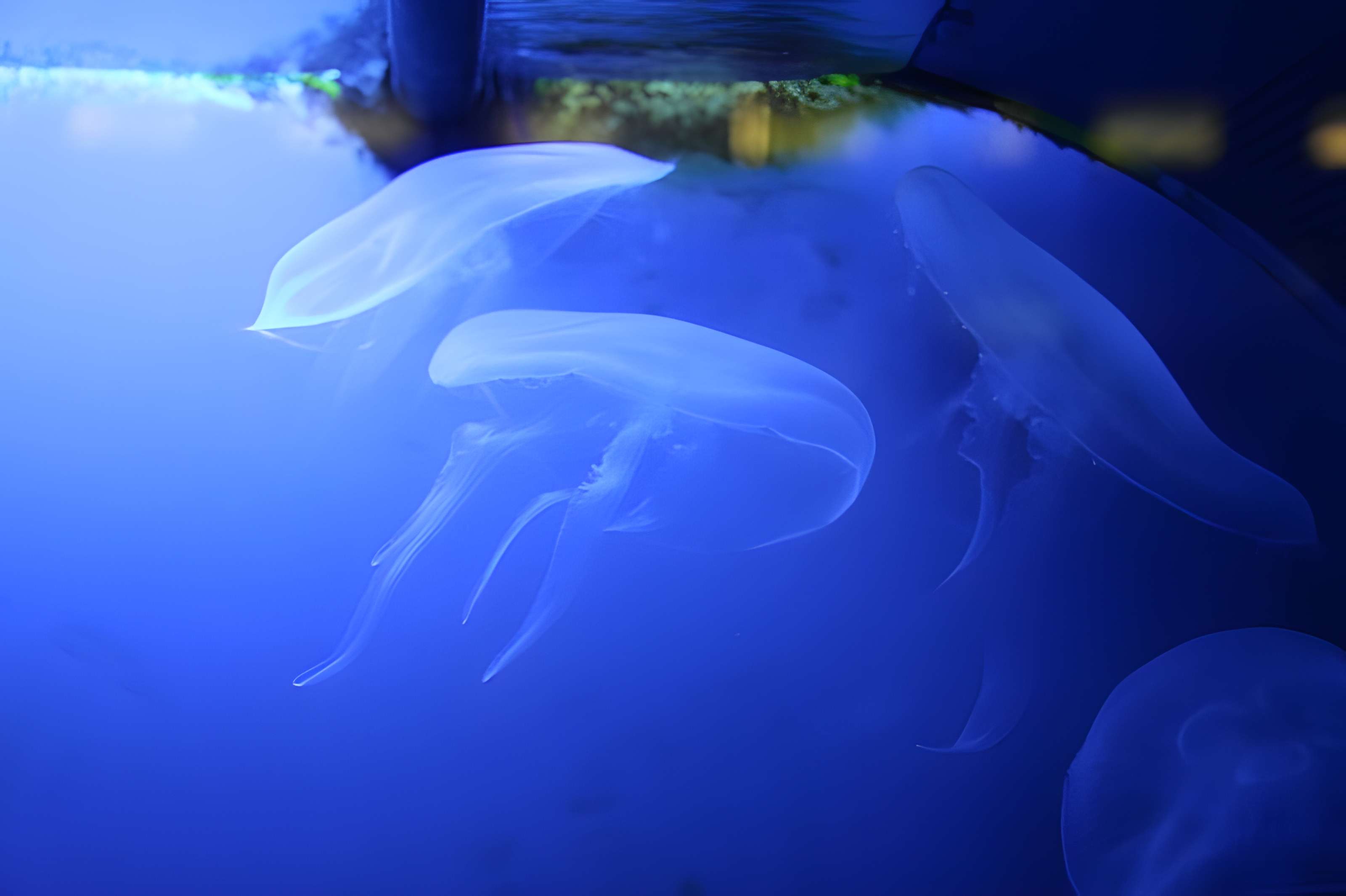 Ancien Musée National des Arts Africains et Océaniens, devenu Cité nationale de l'histoire de l'Immigration