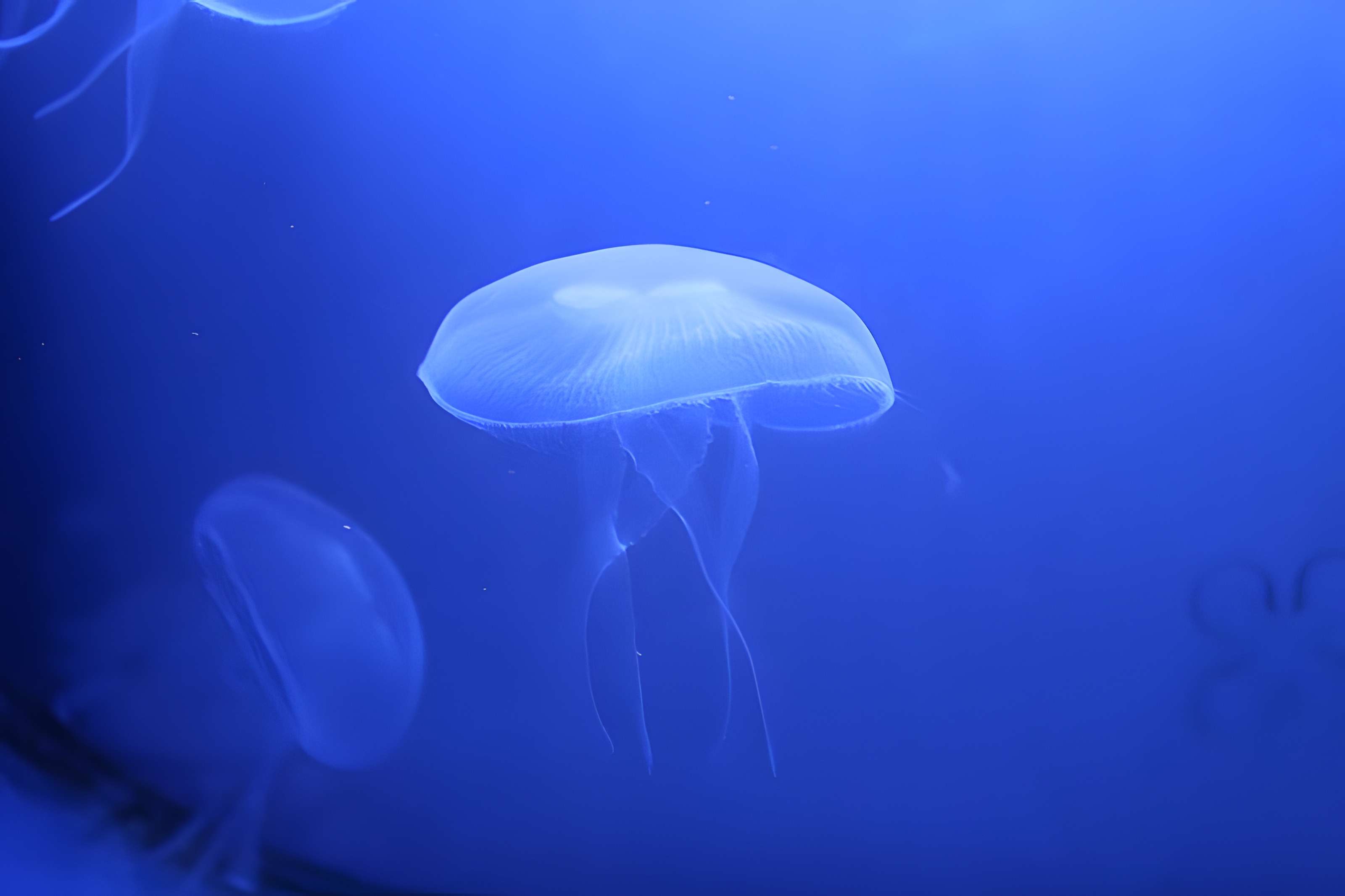 Ancien Musée National des Arts Africains et Océaniens, devenu Cité nationale de l'histoire de l'Immigration