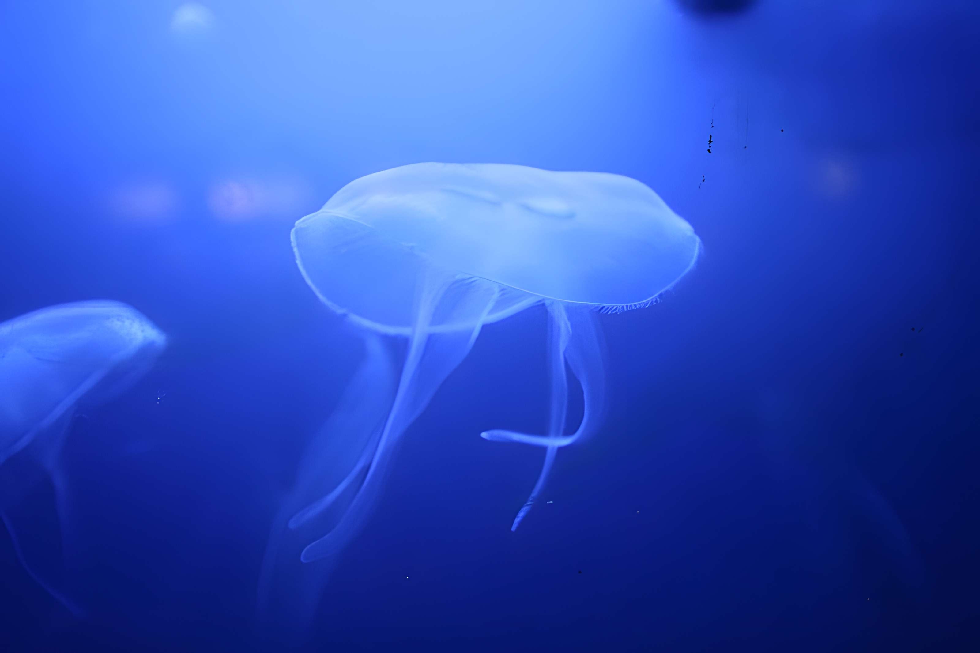 Ancien Musée National des Arts Africains et Océaniens, devenu Cité nationale de l'histoire de l'Immigration