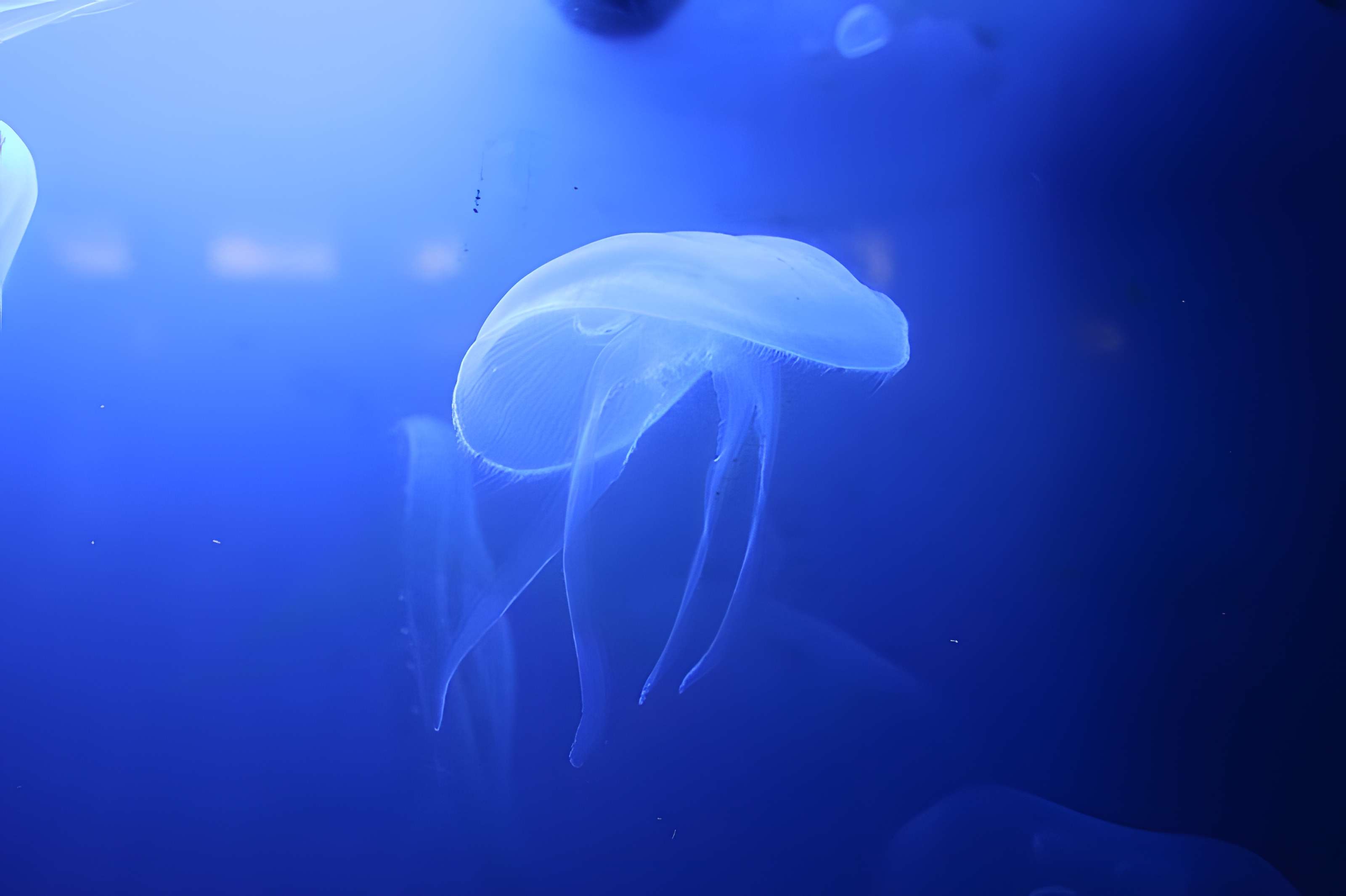 Ancien Musée National des Arts Africains et Océaniens, devenu Cité nationale de l'histoire de l'Immigration