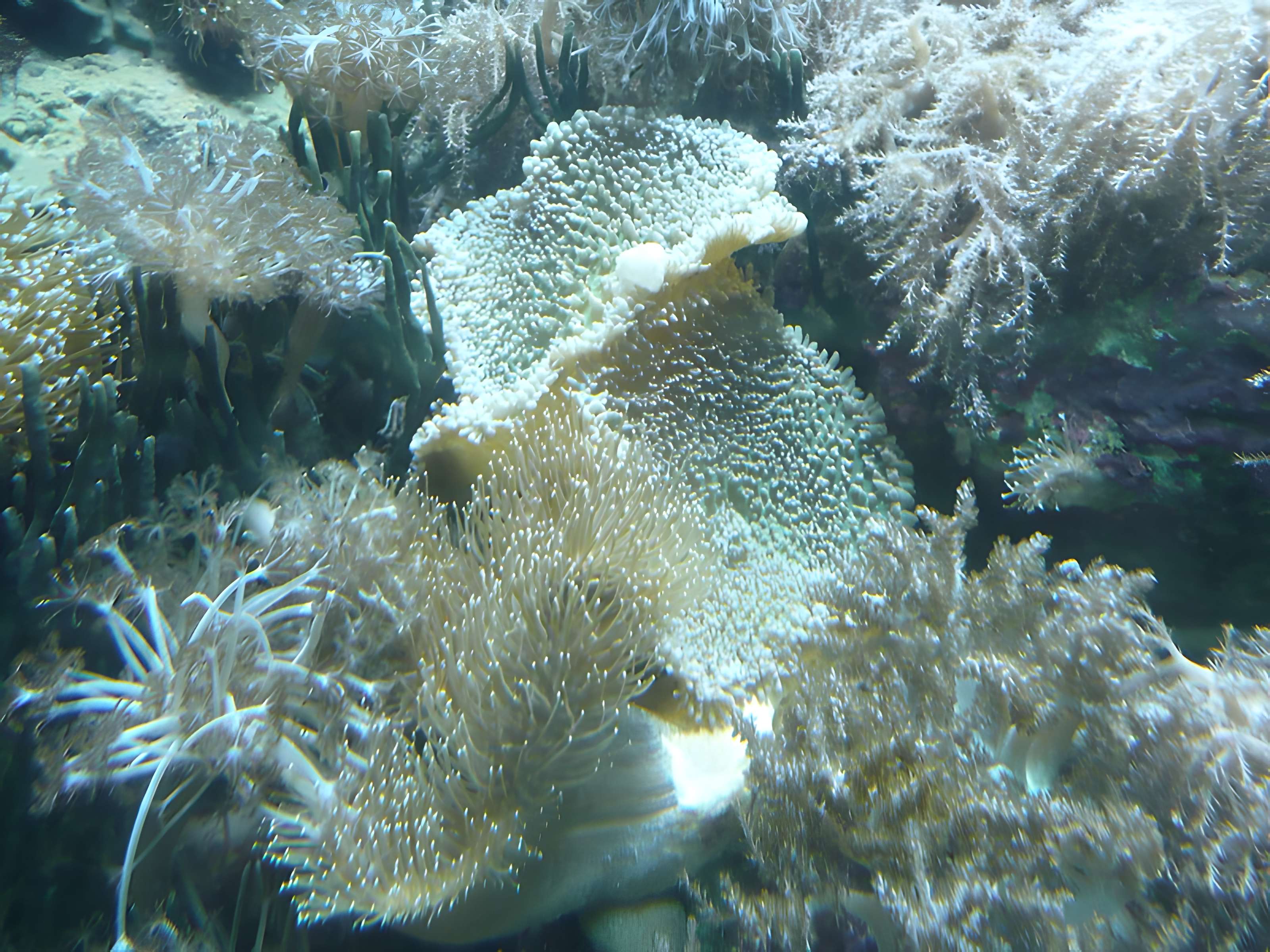 Ancien Musée National des Arts Africains et Océaniens, devenu Cité nationale de l'histoire de l'Immigration