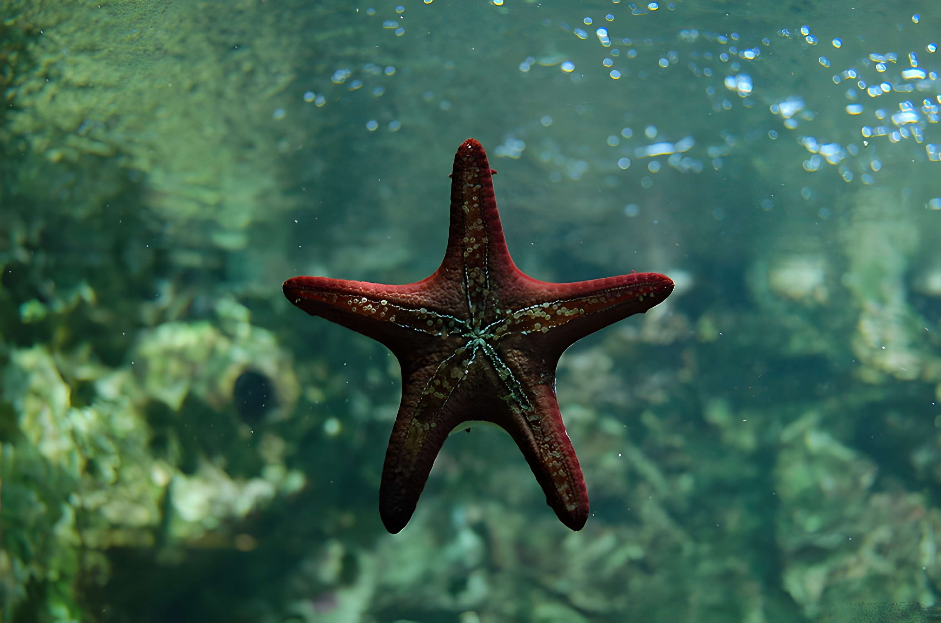 Ancien Musée National des Arts Africains et Océaniens, devenu Cité nationale de l'histoire de l'Immigration