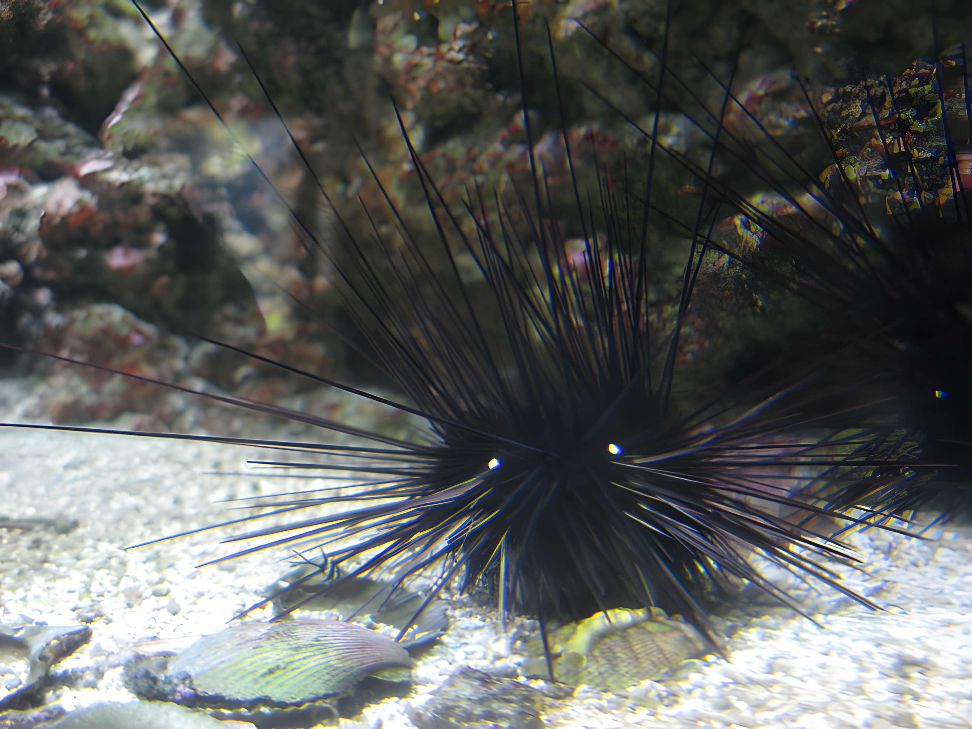 Ancien Musée National des Arts Africains et Océaniens, devenu Cité nationale de l'histoire de l'Immigration