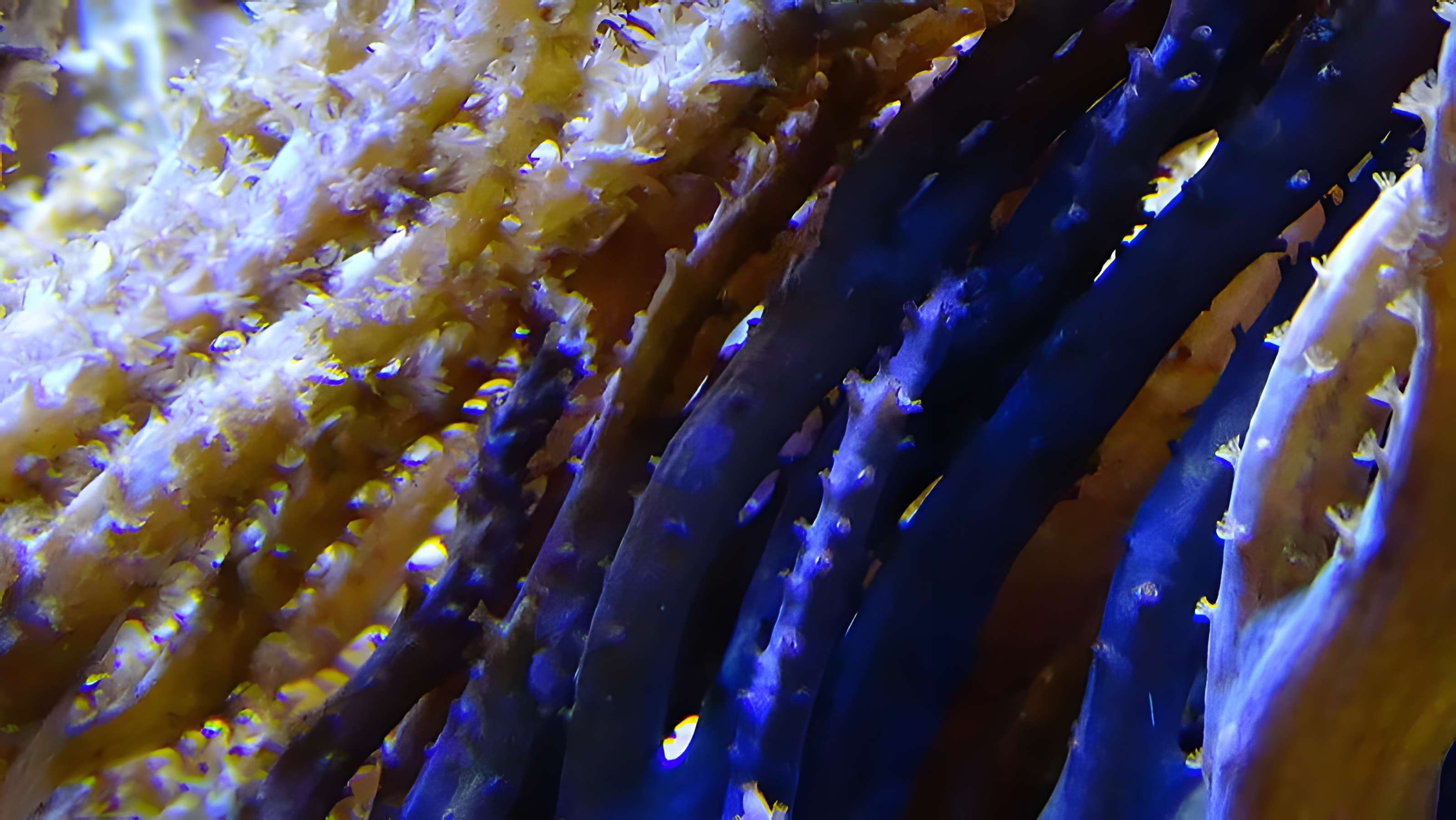 Ancien Musée National des Arts Africains et Océaniens, devenu Cité nationale de l'histoire de l'Immigration