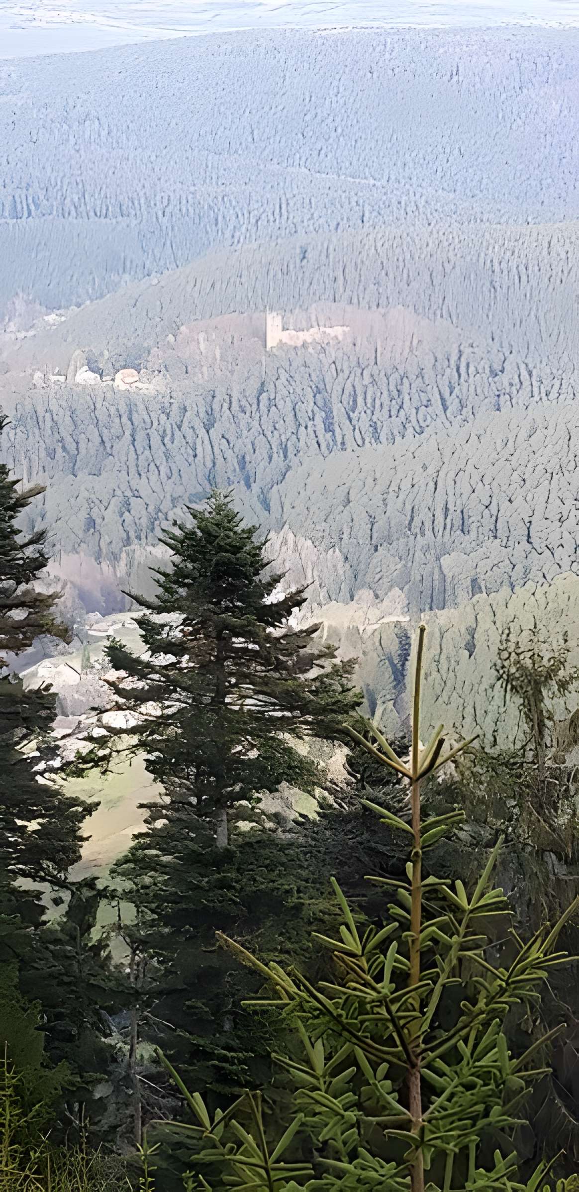 Château de Wangenbourg