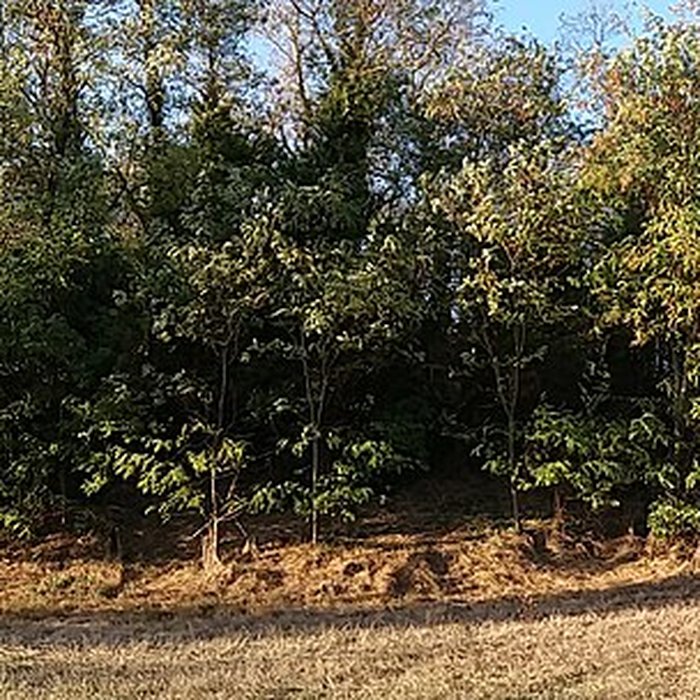 Photo de Motte castrale