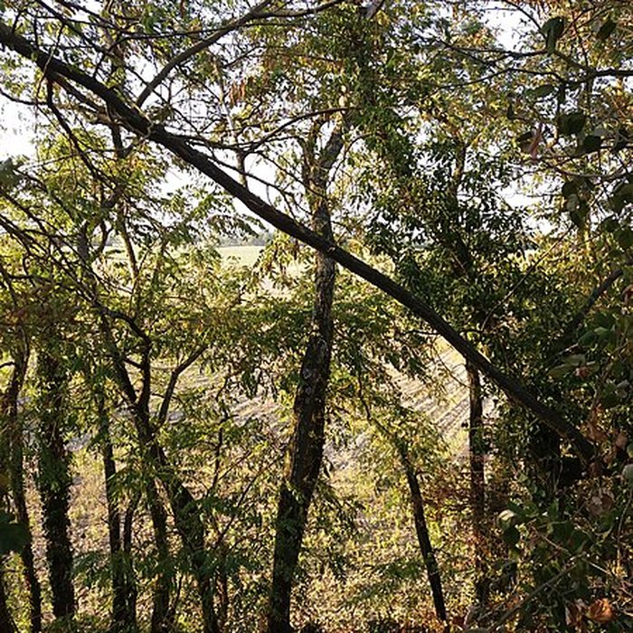 Photo de Motte castrale