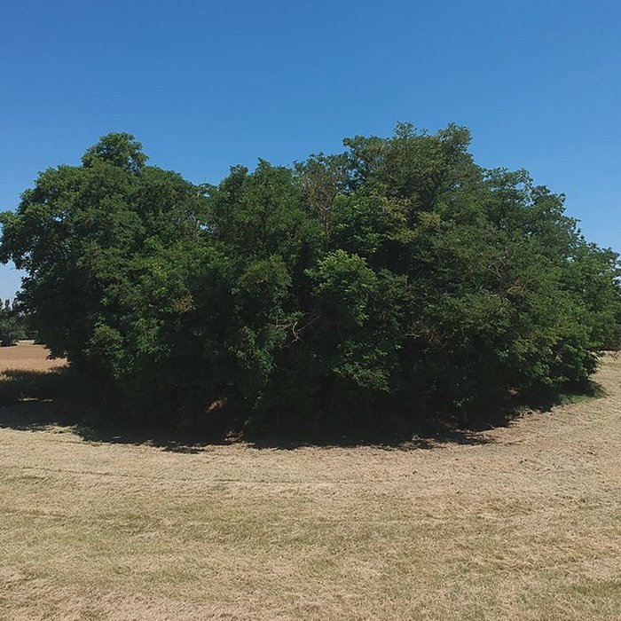 Photo de Motte castrale