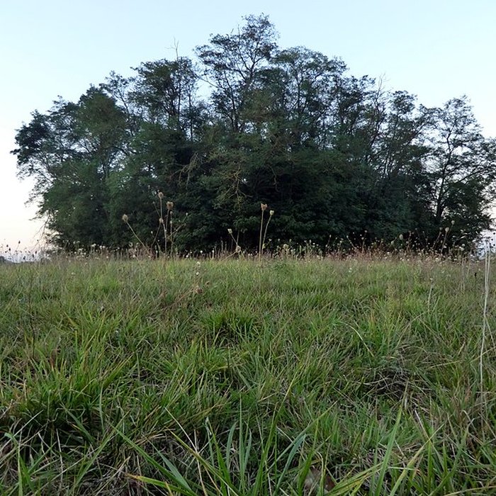 Photo de Motte castrale