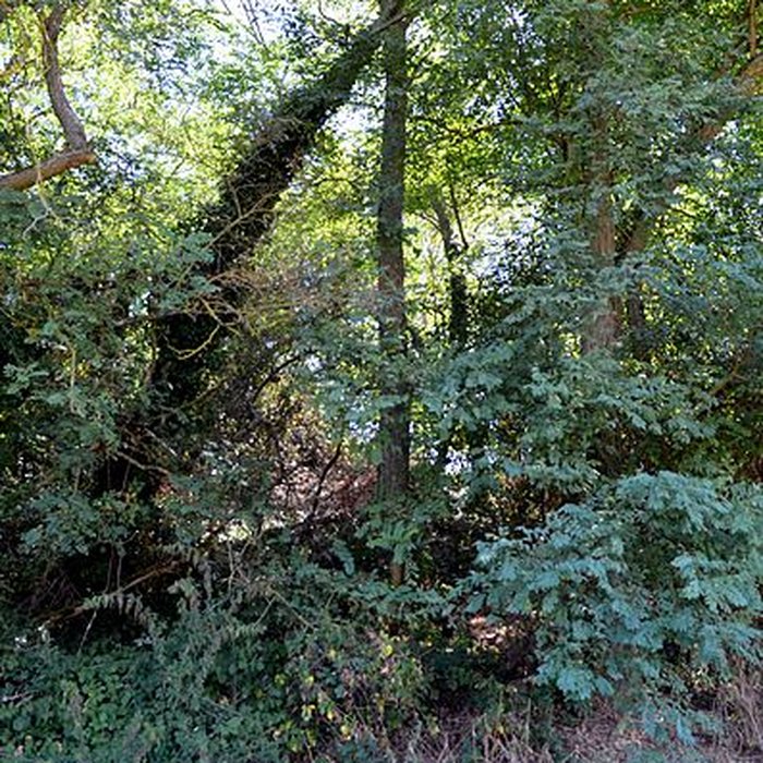 Photo de Motte castrale