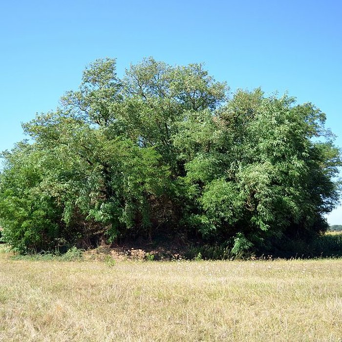 Photo de Motte castrale