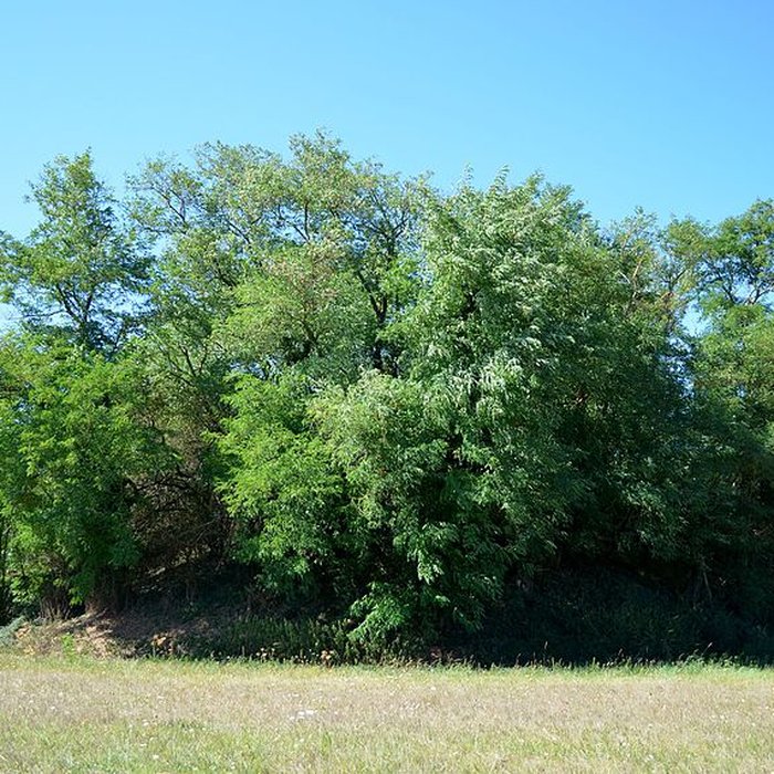 Photo de Motte castrale