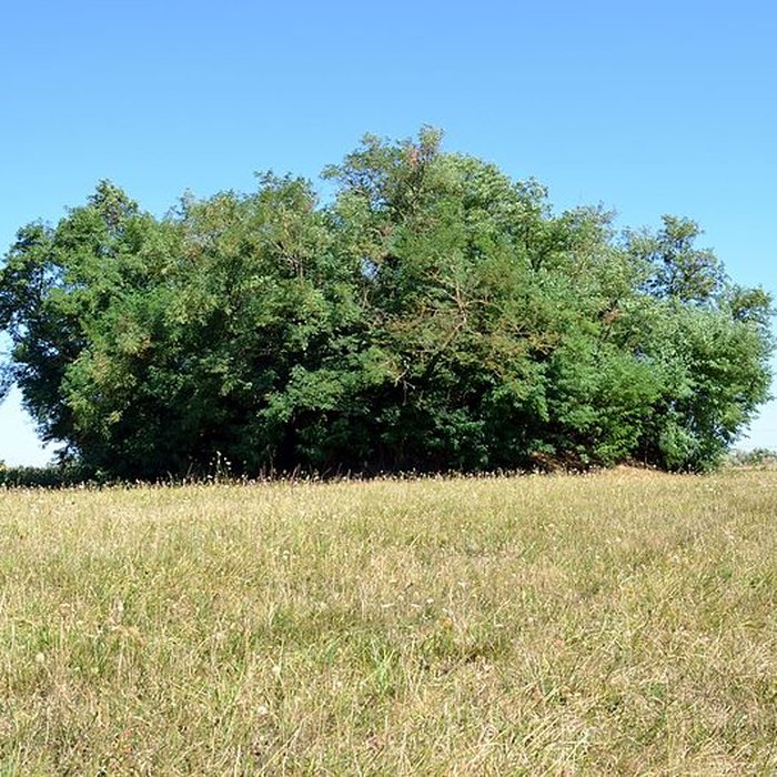 Photo de Motte castrale