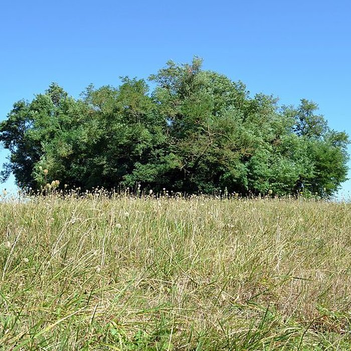 Photo de Motte castrale