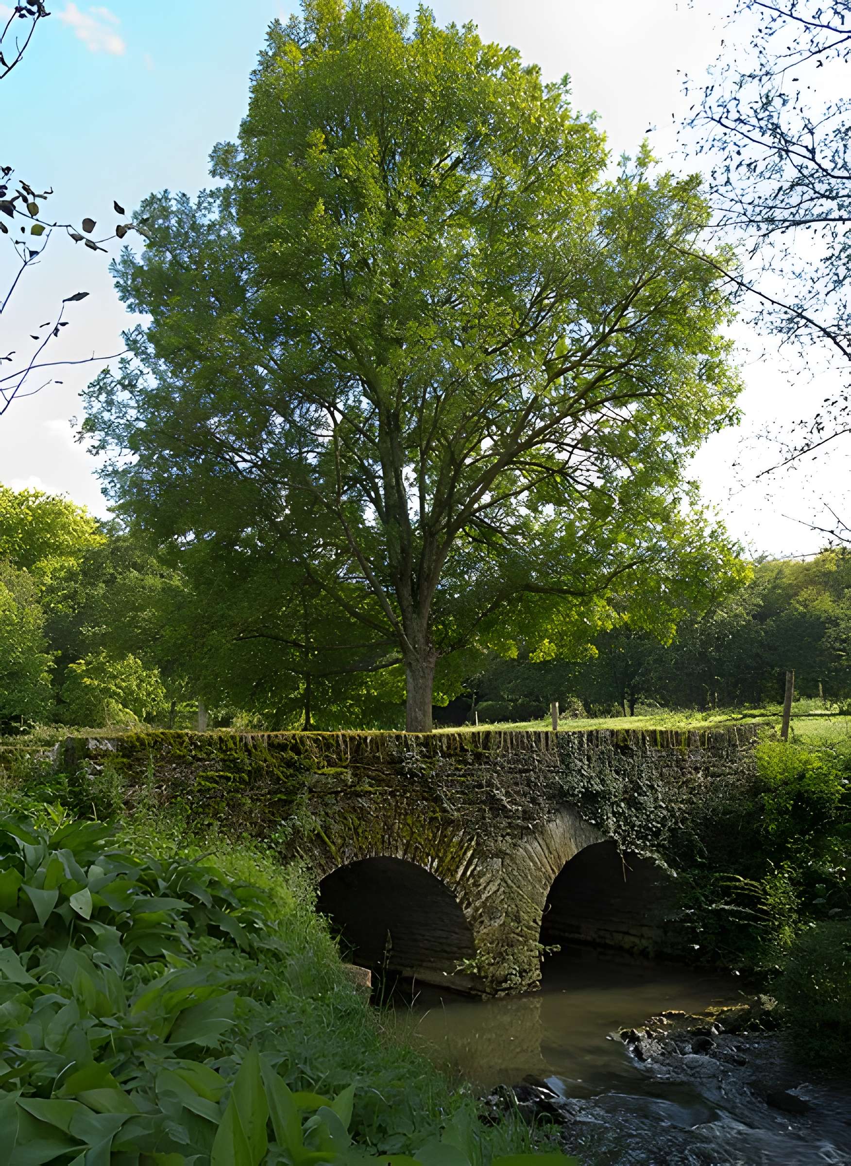 Château des Nétumières