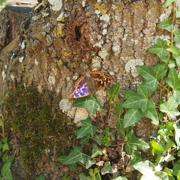 Photo de Château des Réaux à Chouzé-sur-Loire