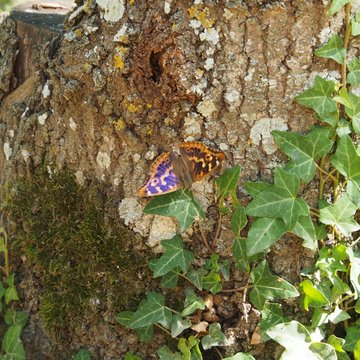 Château des Réaux à Chouzé-sur-Loire