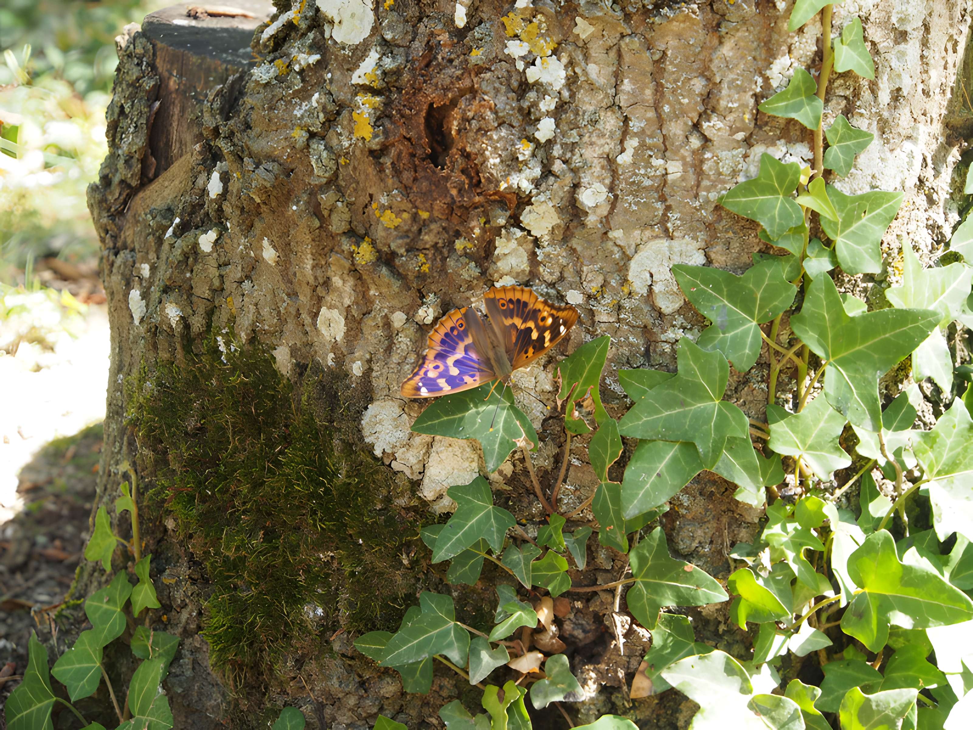 Château des Réaux à Chouzé-sur-Loire